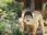 Replay Naissances extraordinaires au zoo