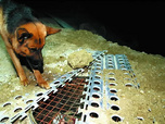 Replay Rex, chien flic - 29/07/2026