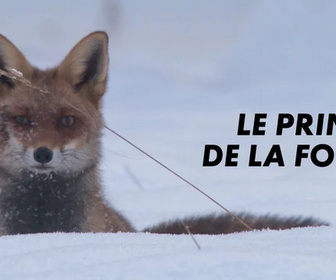 Replay Le prince de la forêt