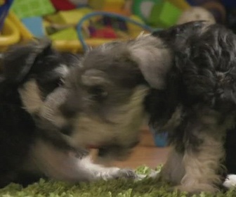 Replay Too cute (Trop mignon) - Braques allemands Maltipoo et Schnauzer miniatures
