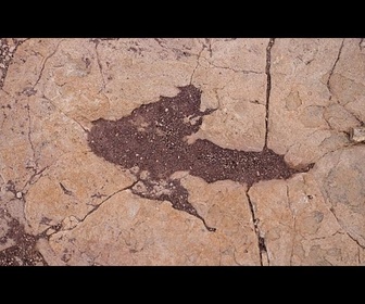 Replay Bolivie : le plus grand site d'empreintes de dinosaures jamais découvert au monde