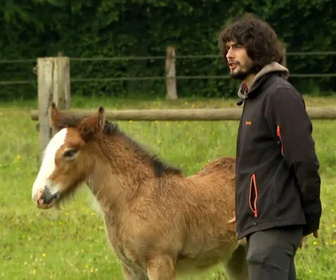 Replay Au galop ! - Un nom pour les poulains