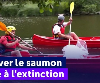 Replay On a de l'info - Sauver le saumon face à l'extinction