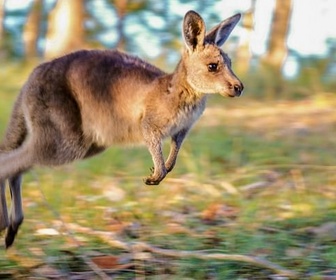 Replay Septembre-octobre : l'agitation - Une année sauvage autour de la Terre