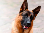 Replay Rex, chien flic - La coupe est pleine
