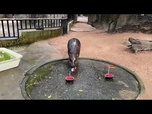 Replay En Thaïlande, un hippopotame nain prédit une finale France-Argentine de Coupe du monde