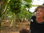Replay Élément Terre, le reportage - En France, les cultures de fruits exotiques boostées par le dérèglement climatique