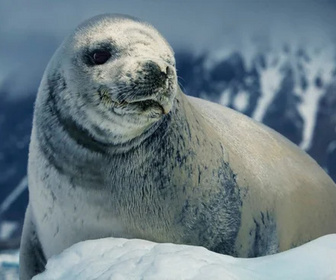 Terres de glace replay