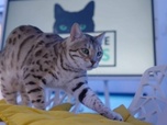 Replay La vie secrète des chats