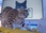 Replay La vie secrète des chats
