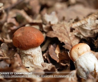 Replay e=m6 - Arbres, mousses, champignons : apprenez à décrypter les secrets de nos forêts !
