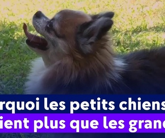 Replay On a de l'info - Pourquoi les petits chiens aboient plus que les grands ?