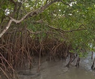 Replay Invitation au voyage - 19/11/2024 - La mangrove, terre nourricière des Martiniquais