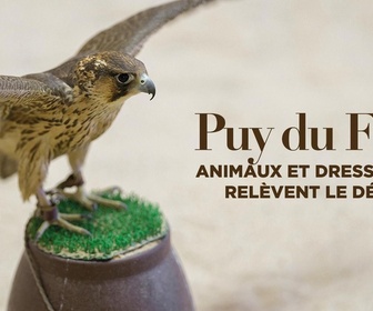 Replay Puy du Fou : animaux et dresseurs relèvent le défi
