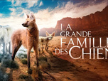 Replay La grande famille des chiens