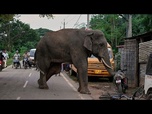 Replay Un éléphant blessé visite régulièrement un village indien pour chercher de la nourriture et de l'eau