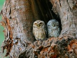 Replay Bébés animaux à croquer - Adorables oiseaux