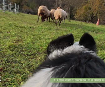 Replay L'hebdo des animaux - S1E6 - Episode 6