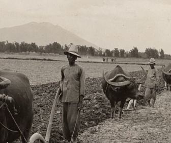 Replay Invitation au voyage - 13/10/2026 - Le carabao, fidèle allié des paysans philippins
