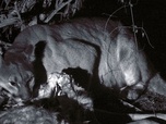 Replay Protéger ses petits - Les pumas, furtifs félins du Montana
