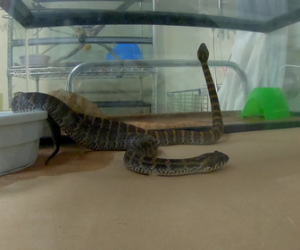 Replay Au cœur du zoo de New York - S4E8 - Super serpents !