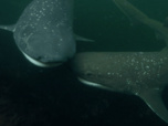 Replay Ocean predators - S1 E2 - Le requin plat-nez
