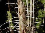 Replay 42 - La réponse à presque tout - Comment sauver les arbres ?
