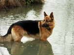Replay Rex, chien flic - 28/08/2026