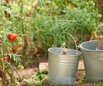 Replay Saveurs de saison - Printemps gastronomie : Rôti de veau et fricassée de légumes printaniers