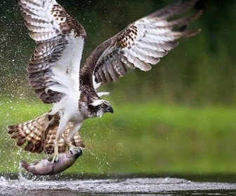 Replay Le retour du balbuzard pêcheur : un rapace en été