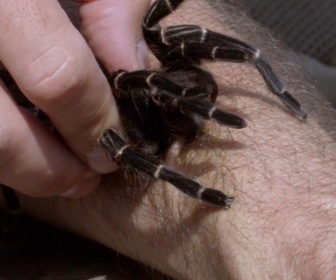 Replay Morsures et piqûres : le grand test - S1E2 - Guêpes et mygales