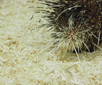 Replay Au cœur du zoo de New York - S2E9 - La danse du tigre