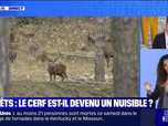Replay Le live bfm - Forêts : le cerf est-il devenu un nuisible ? - 18/05