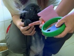 Replay Animaux à adopter - Sephira et Amos