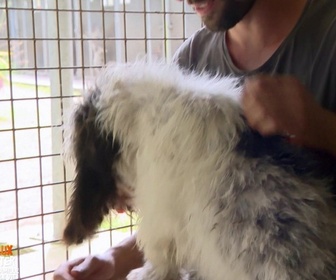 Replay Animaux à adopter - Ursula et Donald