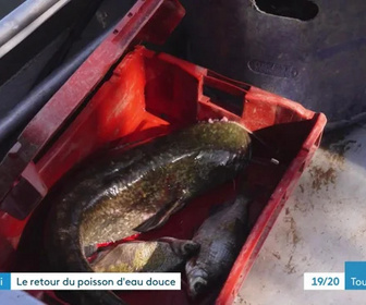 Replay Les dossiers d'ICI - Le retour du poisson d'eau douce