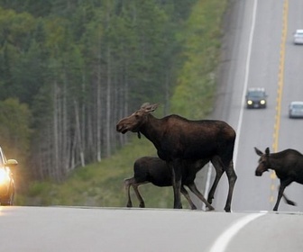 Replay Hautes-Terres-du-Cap-Breton - Les parcs nationaux canadiens