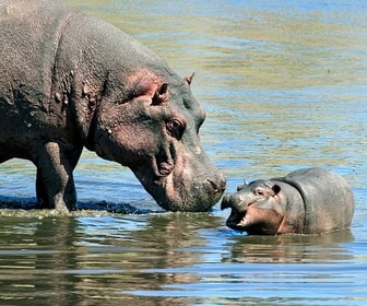 Replay Le grand spectacle des animaux - Namibie sauvage