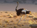 Replay Règne animal, les jeux de l'amour - 07/07/2026