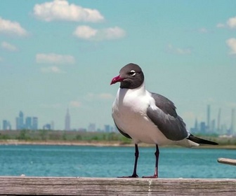 Replay La faune de Jamaica Bay - Archipel New York