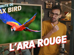 Replay La minute de Max Bird - L'Ara rouge