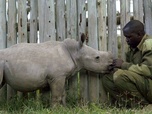 Replay Le dernier rhinocéros blanc
