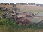 Replay Protéger les marais, landes et prairies - Bonnes nouvelles de la planète