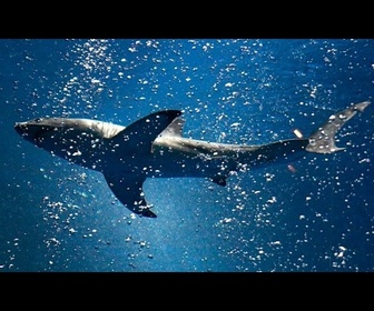 Replay Le requin perdu attire plus d'un million de visiteurs en Corée du Sud