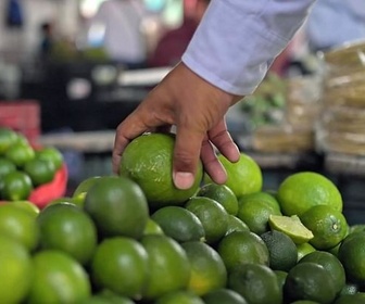 Replay Les limes acides du Mexique - Un monde d'agrumes