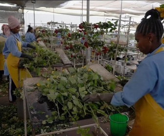 Replay Focus - Éthiopie : les producteurs de café et de fleurs coupées sous la pression des lois européennes