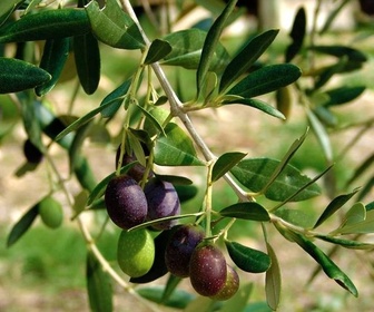 Le monde des olives replay