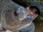 Replay Pêche XXL - Le dévoreur de l'amazone