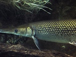 Replay River monsters - S1E2 - Alligator gar