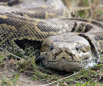 Replay Le royaume des animaux - La mort au bout des crocs - Serpents venimeux d'Afrique